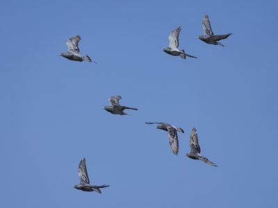 A number of Rock Pigeons in flight against a blue sky