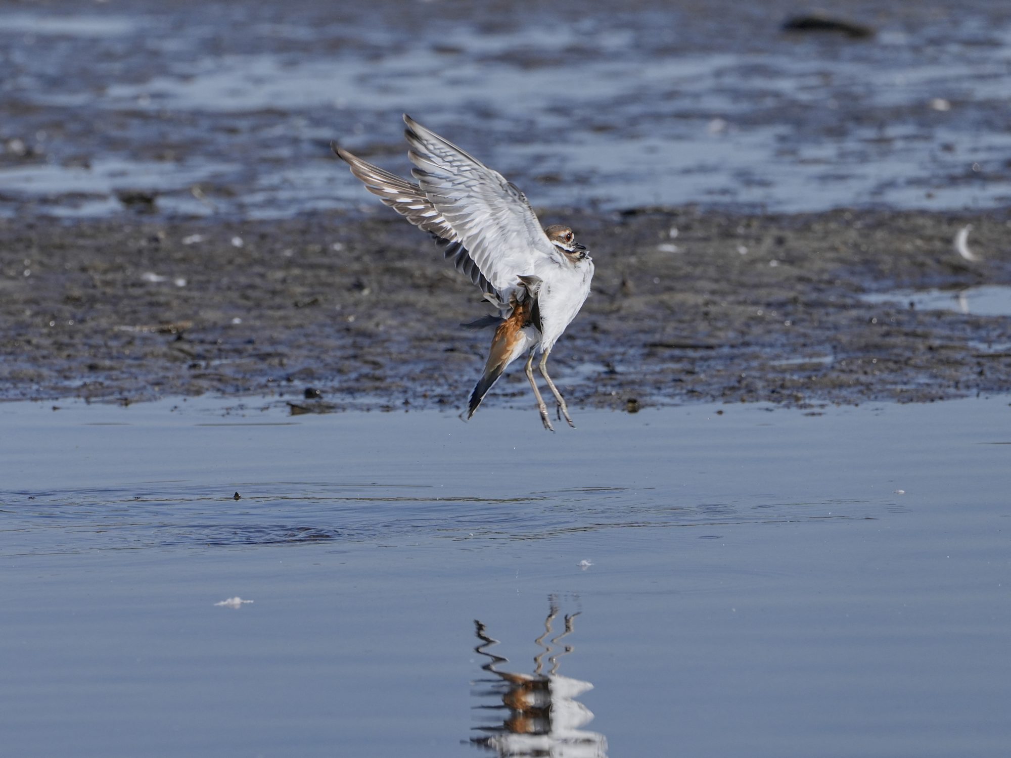 A Killdeer is flying up a short distance