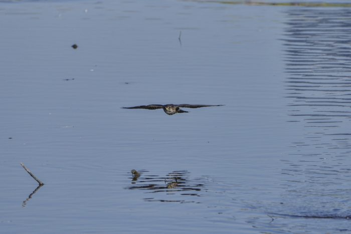 A Merlin flying low over the water, wings spread and perfectly horizontal