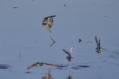 A Merlin is turning sharply, giving is a good look at its underwings and tail patterns. Shorebirds are scattering below