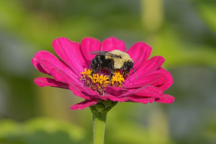 A Bumblebee is on a pink flower with yellow core