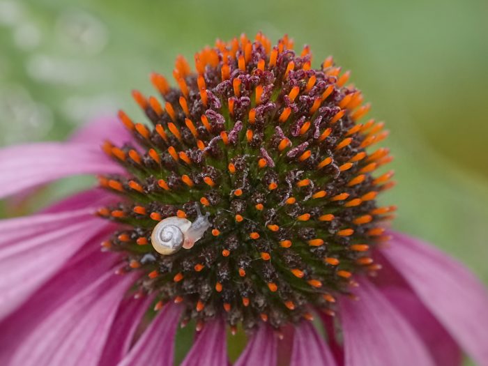 A tiny almost translucent snail is crawling on a coneflower
