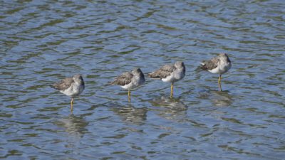 Four Greater Yellowlegs standing in a row in shallow water, all on one leg, and all napping with their beaks tucked under their wings