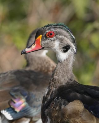 A male Wood Duck is changing into his breeding plumage. His face is still mostly grey and white, but there a strip of very short green / purple feathers on the top of his head