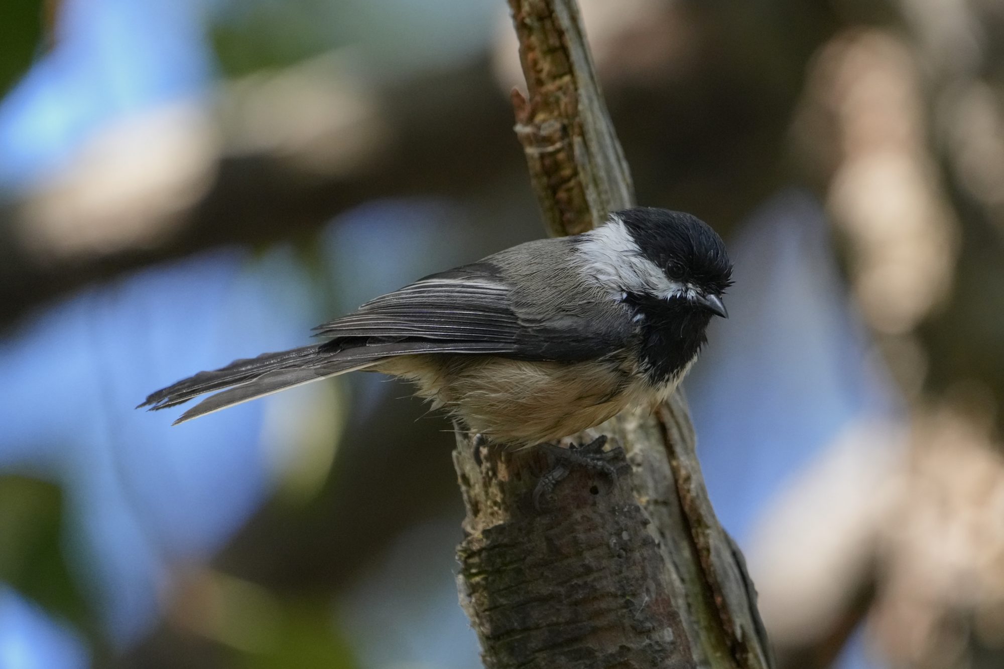 A chickadee in the shade, standing on the top of a small branch