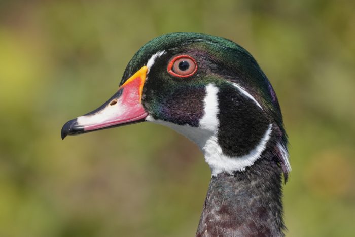 Closeup of a male Wood Duck's face in profile. The feathers iridesce green and purple