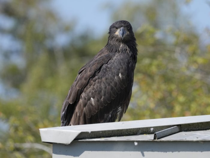 A first-year Bald Eagle (all in dark brown, with just a couple white feathers on its wings) is sitting on a roof looking right at us