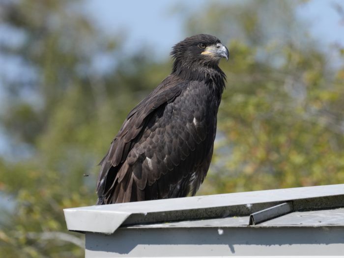 A first-year Bald Eagle (all in dark brown, with just a couple white feathers on its wings) is sitting on a roof looking to the right