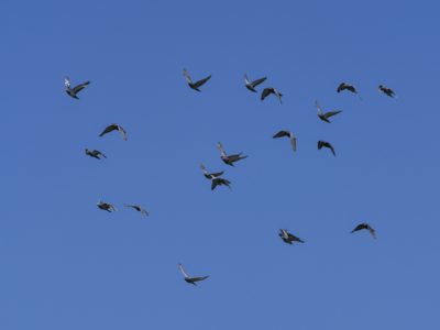 A flock of Rock Pigeons in flight against a blue sky