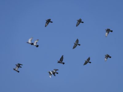 A flock of Rock Pigeons in flight against a blue sky