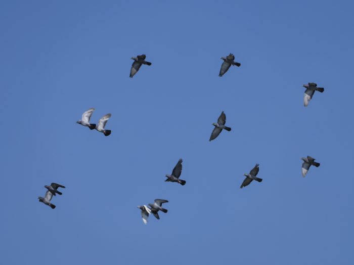 A flock of Rock Pigeons in flight against a blue sky
