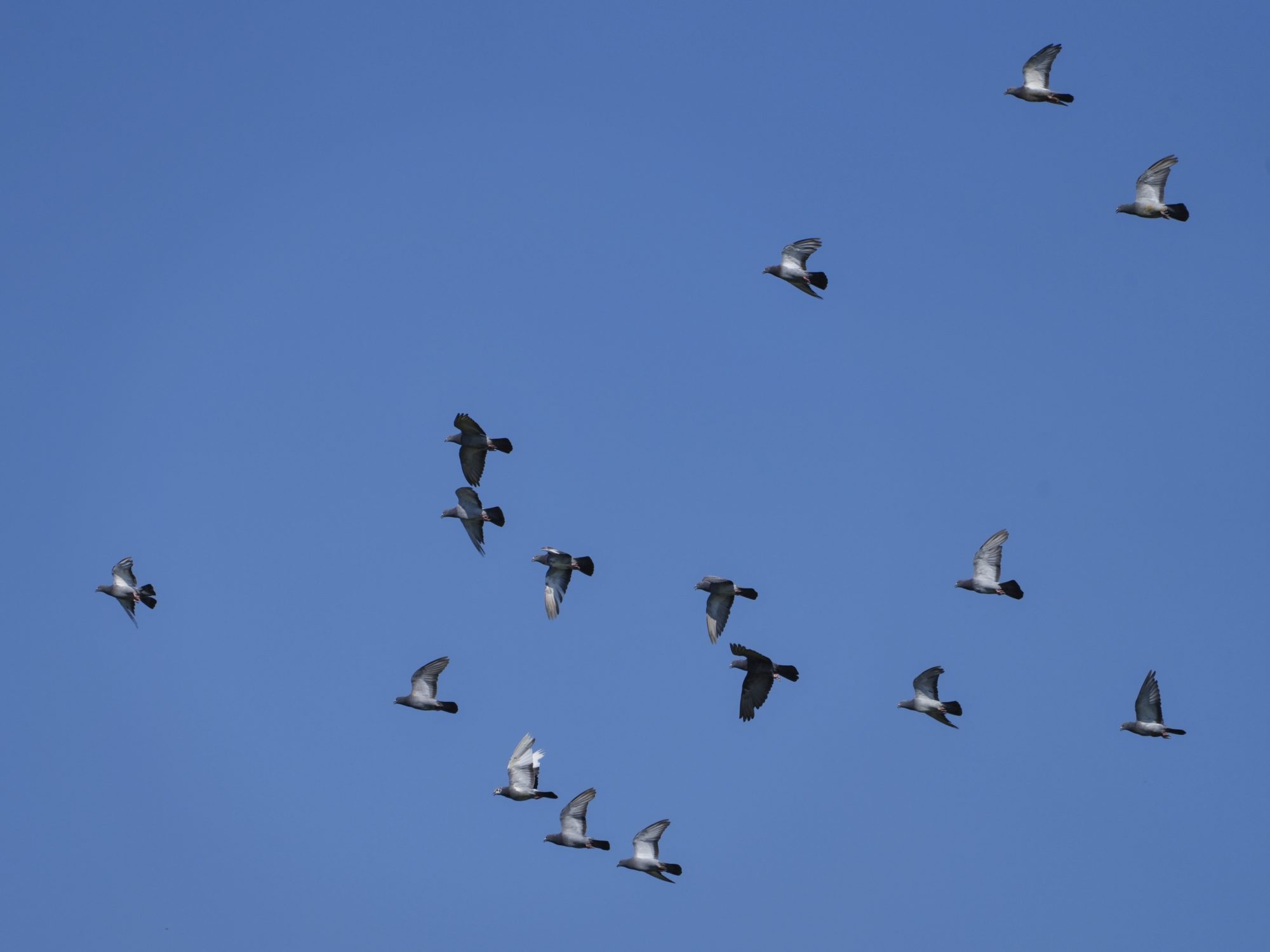 A flock of Rock Pigeons in flight against a blue sky