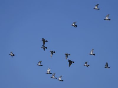 A flock of Rock Pigeons in flight against a blue sky