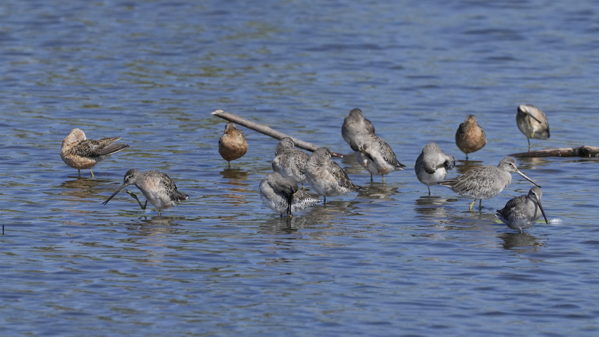 A mixed group of Greater Yellowlegs (grey and white shorebirds with very long bills) and Long-billed Dowitchers (shorebirds with reddish-brown plumage) engaged in various activities