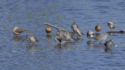 A mixed group of Greater Yellowlegs (grey and white shorebirds with very long bills) and Long-billed Dowitchers (shorebirds with reddish-brown plumage) engaged in various activities