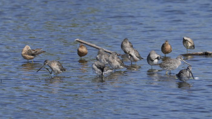 A mixed group of Greater Yellowlegs (grey and white shorebirds with very long bills) and Long-billed Dowitchers (shorebirds with reddish-brown plumage) engaged in various activities