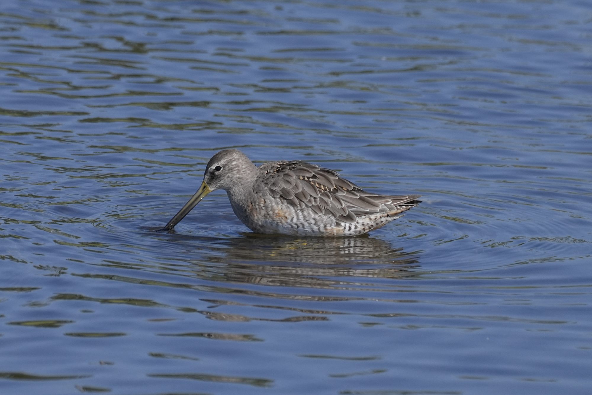 A Greater Yellowlegs -- a grey and white shorebird with a very long bill -- is standing belly-deep in water and dipping its bill