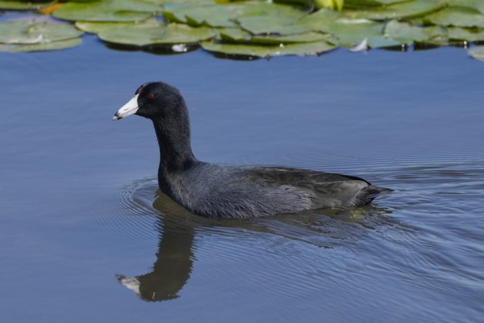 An American Coot calmly swimming on the water