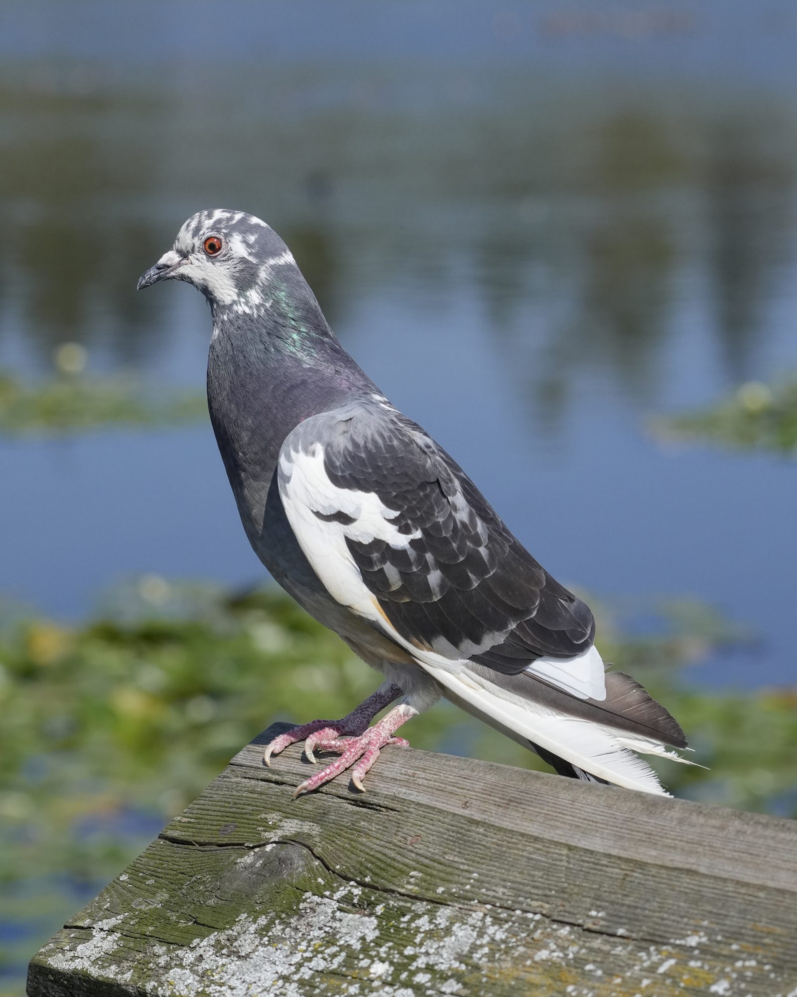 A Rock Pigeon with unusual white markings on its face and wings, is standing on a wooden fence with the lake in the background