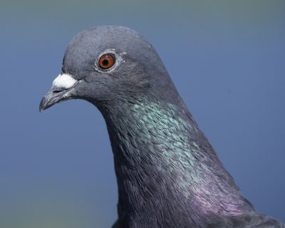 A closeup of a common pigeon against blue water, with its orange eye and iridescent green / violet neck