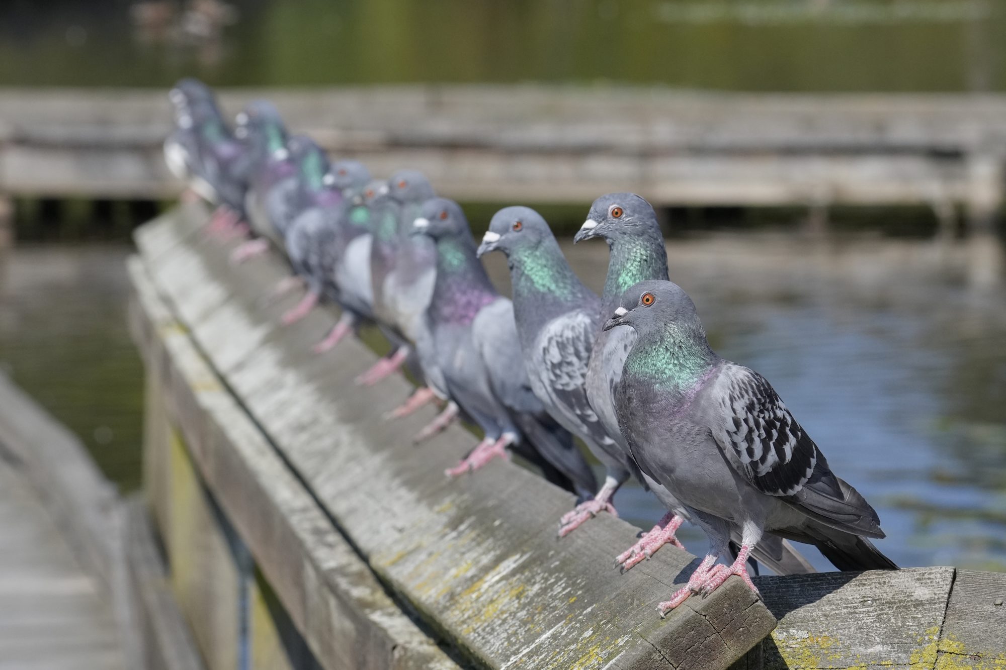 Over a dozen Rock Pigeons lined up on a wooden fence