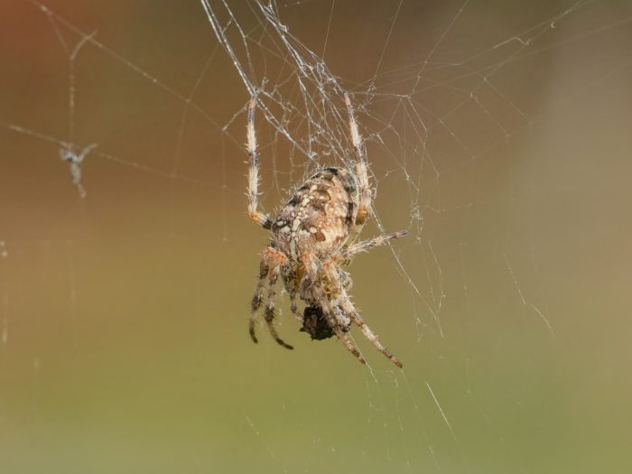 A close up of an orb weaver, showing her back