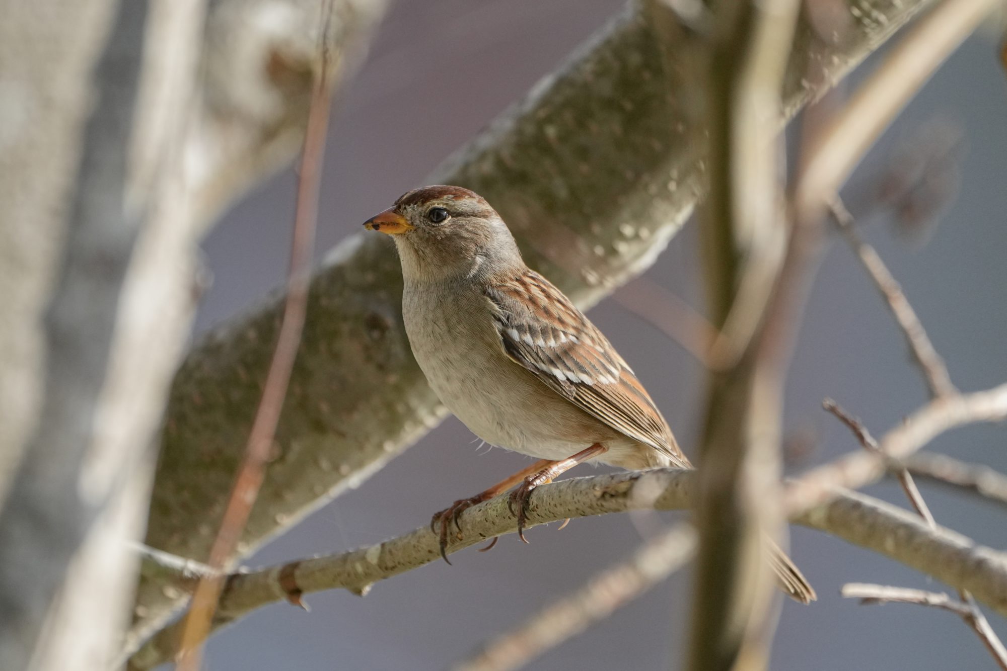 A juvenile White-throated Sparrow, probably; it has brown stripes on the top of its head, and an overall brown body with marbled wings. It is standing on a small branch up in a tree.