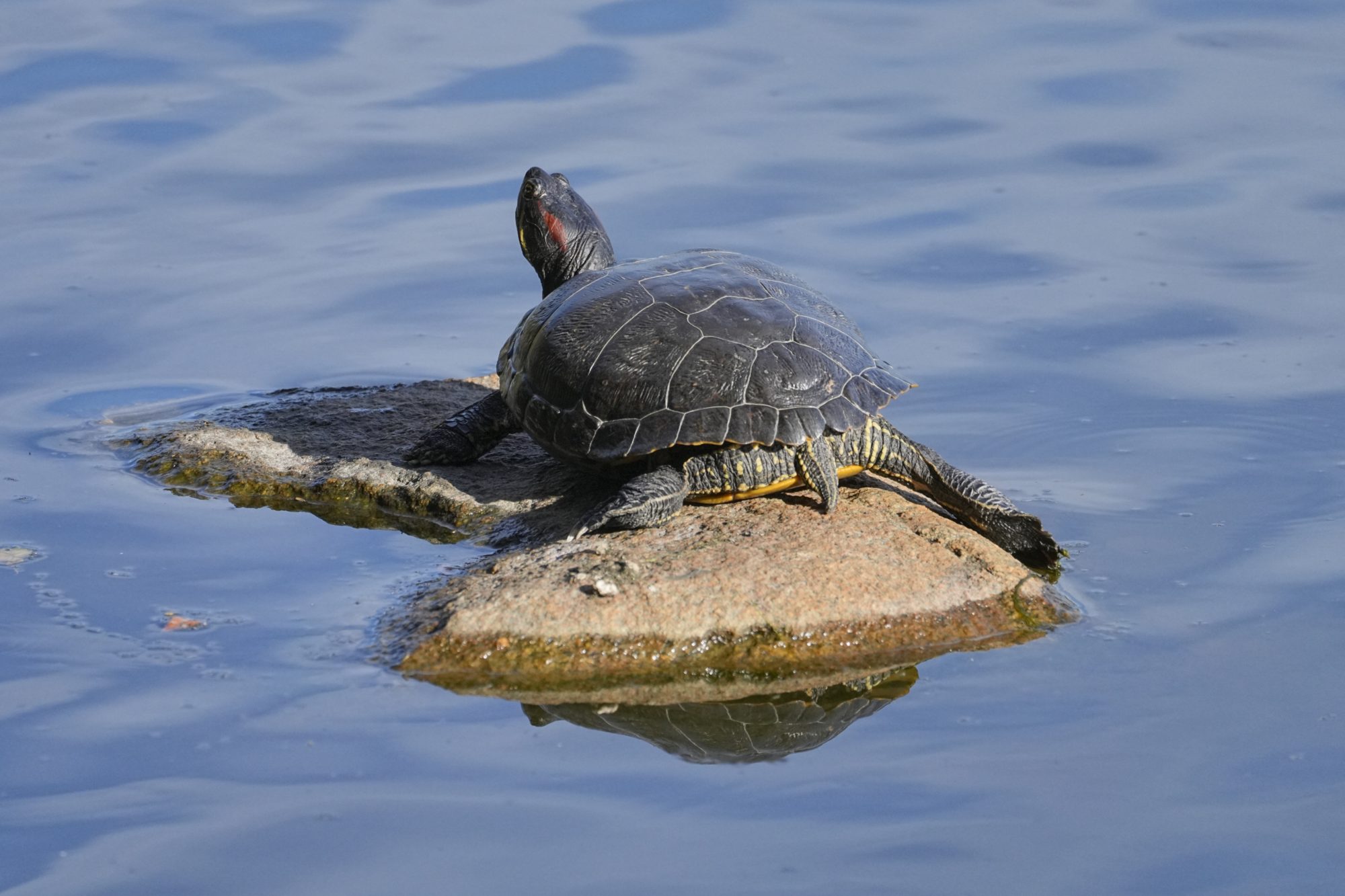 A Turtle, dark grey with a red slash on the side of the head, is lying on a rock with its back legs spread and head raised high.