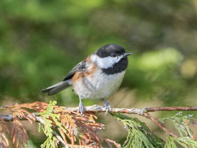 A Chestnut-backed Chickadee is standing on a small pine branch, looking out quizically. Background is shady greenery