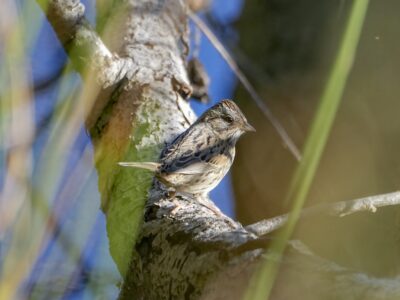 A Lincoln's Sparrow is sitting on a branch, partly hidden by closer branches and leaves