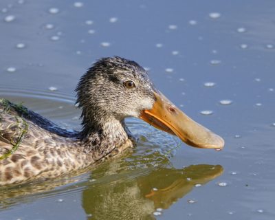 Closeup up photo of a female Northern Shoveler swimming along