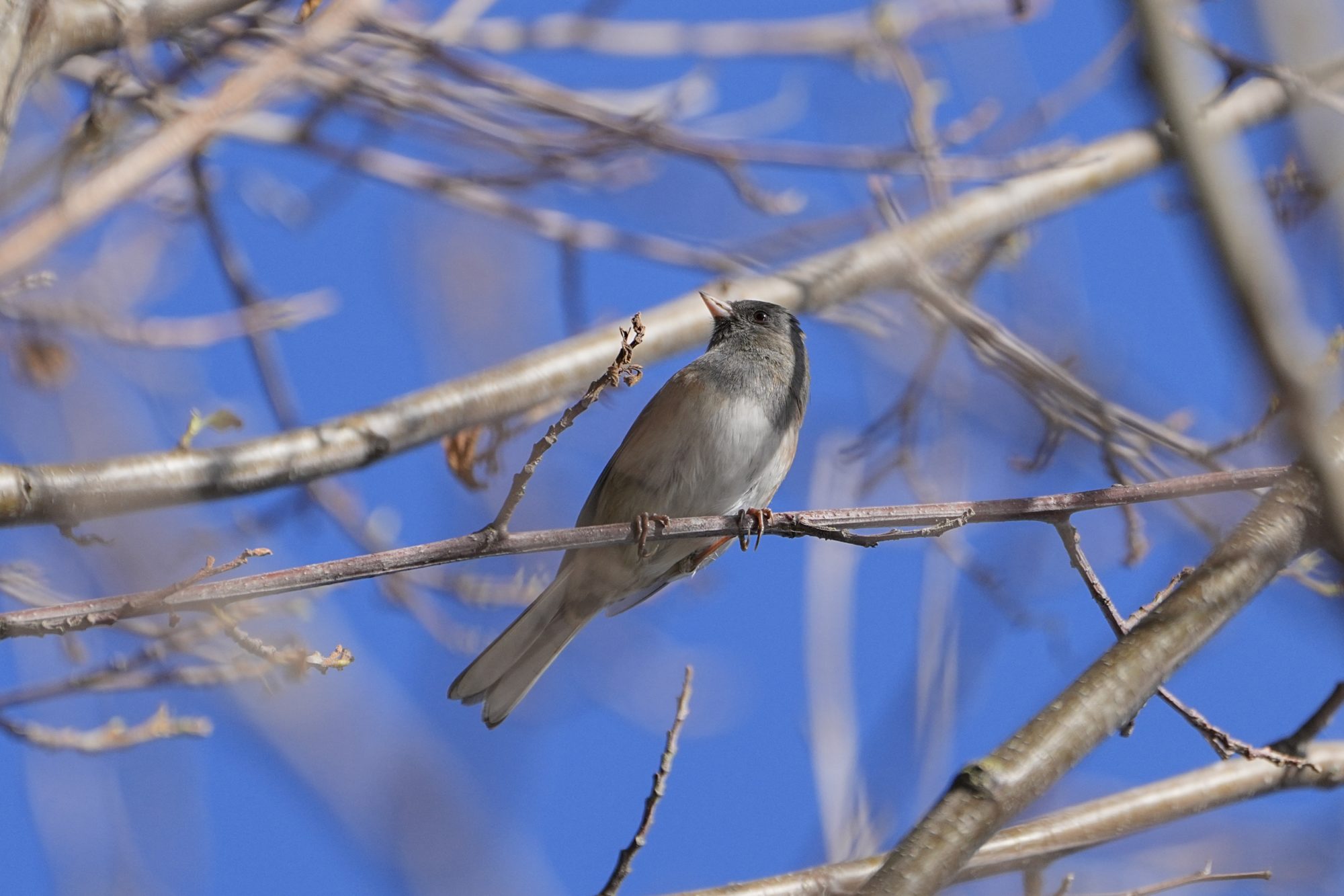 A Dark-eyed Junco up in a tree, framed by a multitude of blurry twigs and branches