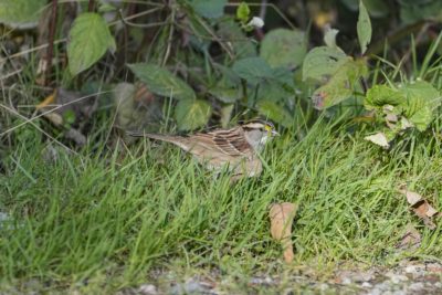 A White-throated Sparrow in the grass