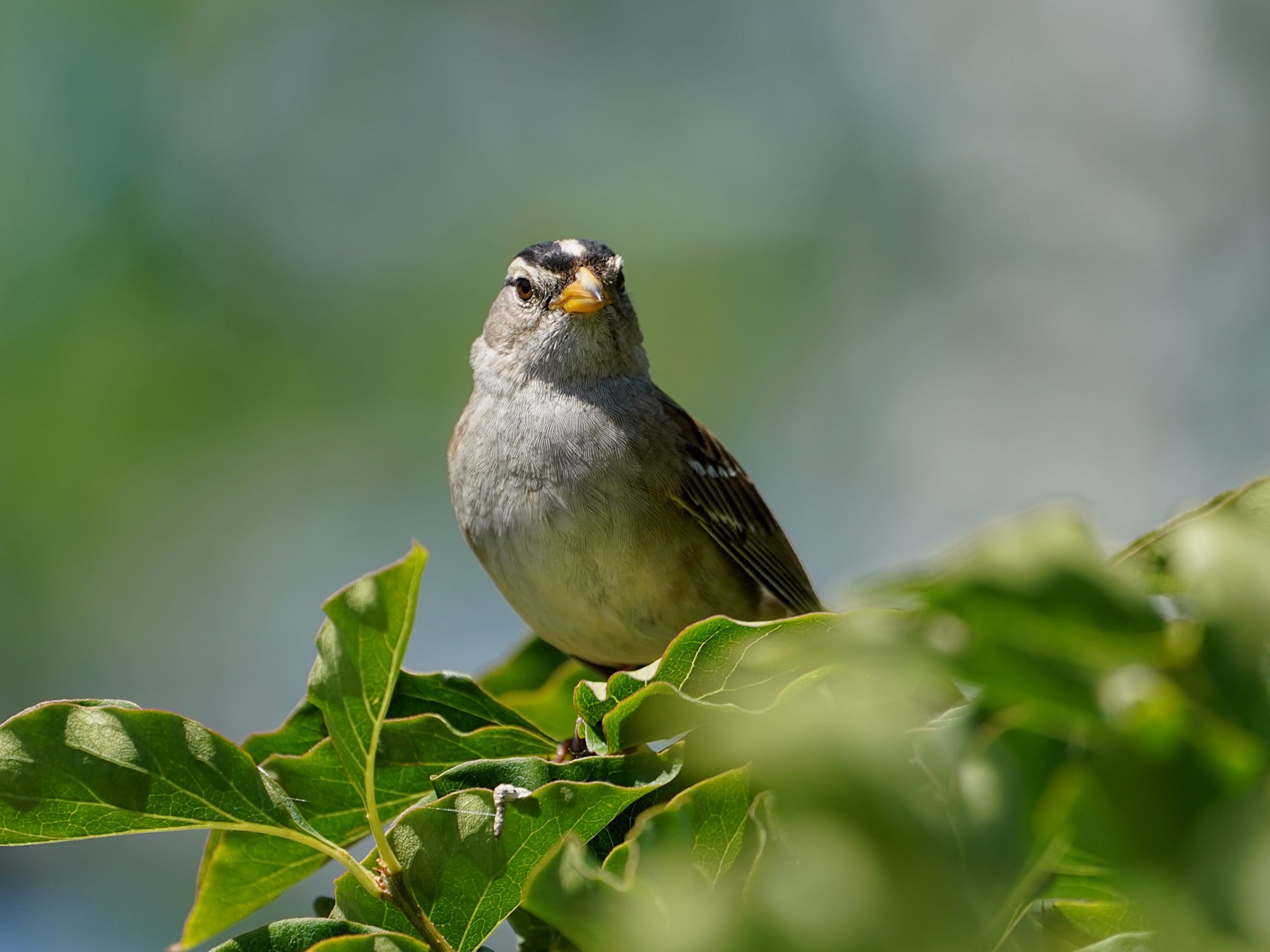 An adult White-crowned Sparrow sitting on top of a green bush
