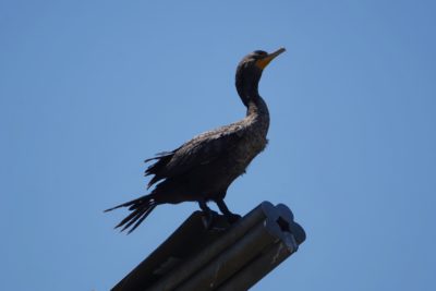 A Double-crested Cormorant is standing proud on top of a metal structure