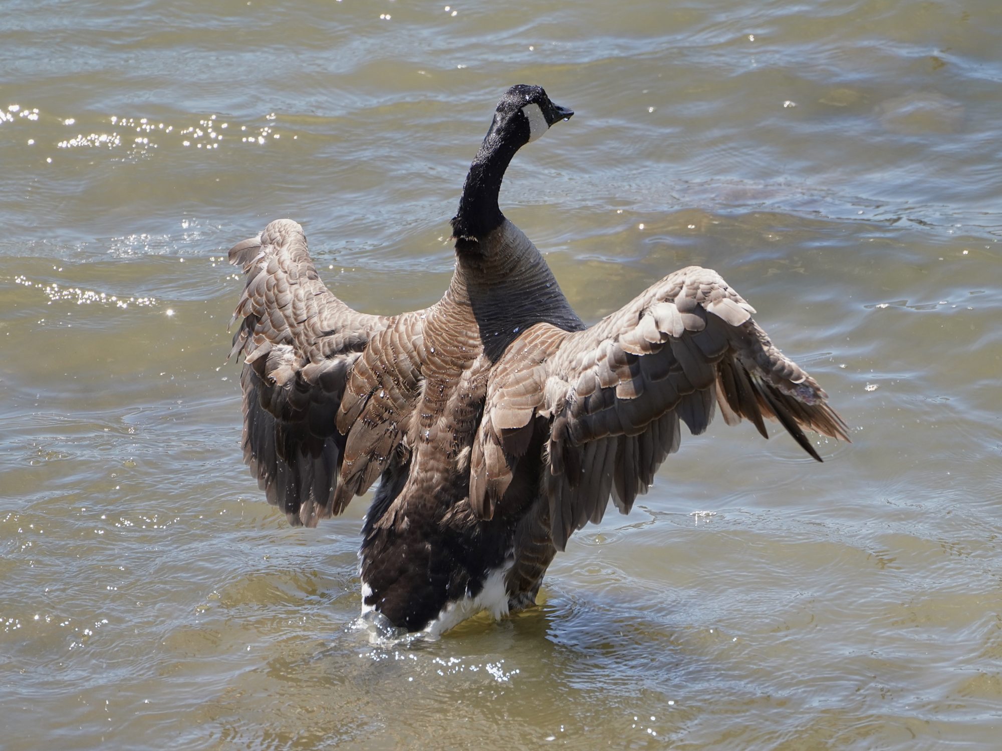 A Canada Goose standing in ankle-deep water, facing away from me and flapping its wings