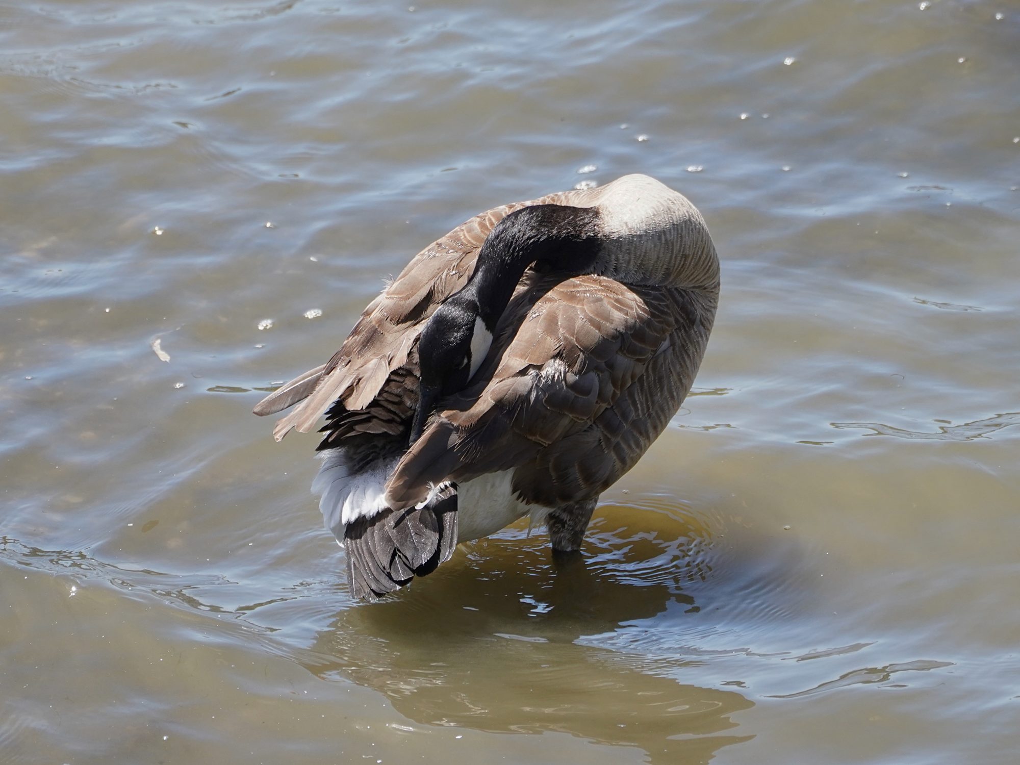 A Canada Goose, standing in ankle-deep water, is preening around its rump