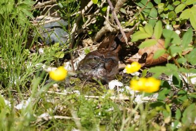 A Song Sparrow sitting down in the grass, surrounded by buttercups