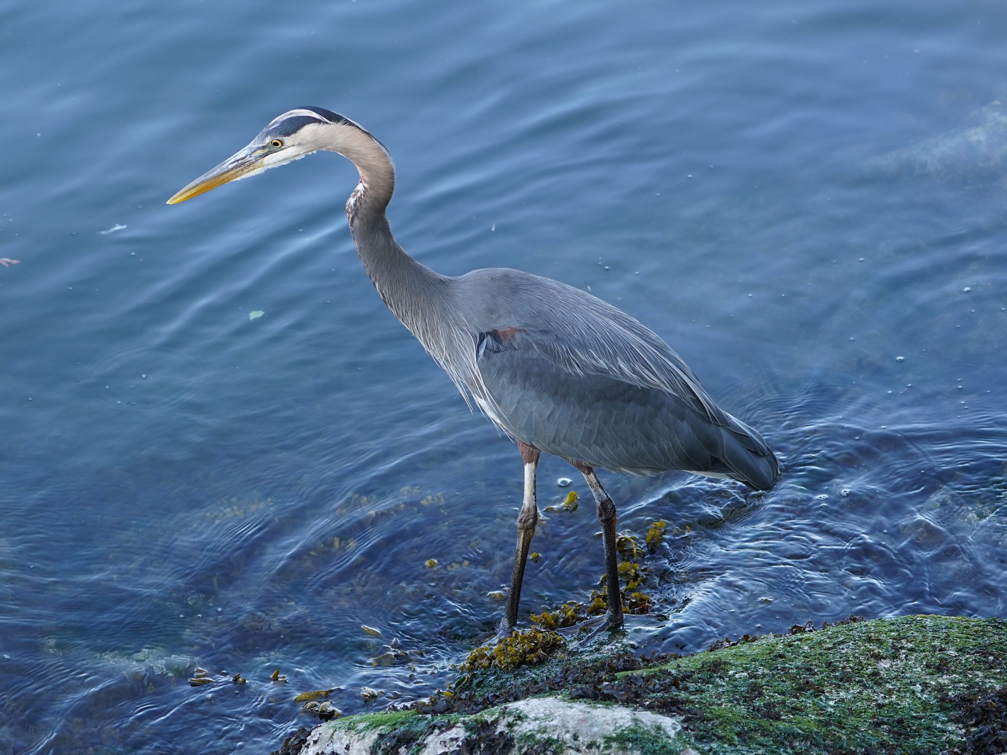 A Great Blue Heron standing in shallow water