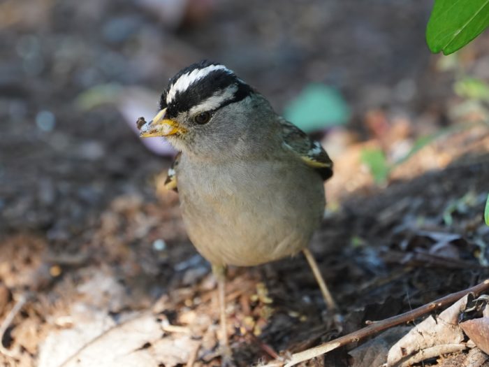 A White-crowned Sparrow in the shade, with weird little bubbles around its beak