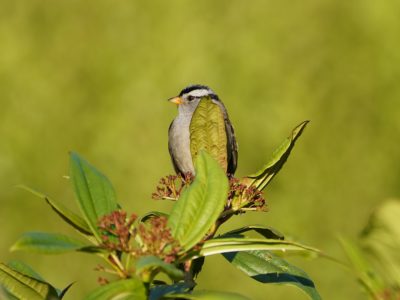 An adult White-crowned Sparrow, mostly hidden by a large leaf