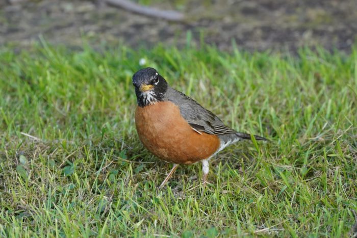 An American Robin in the grass, looking up and exposing its stripey throat