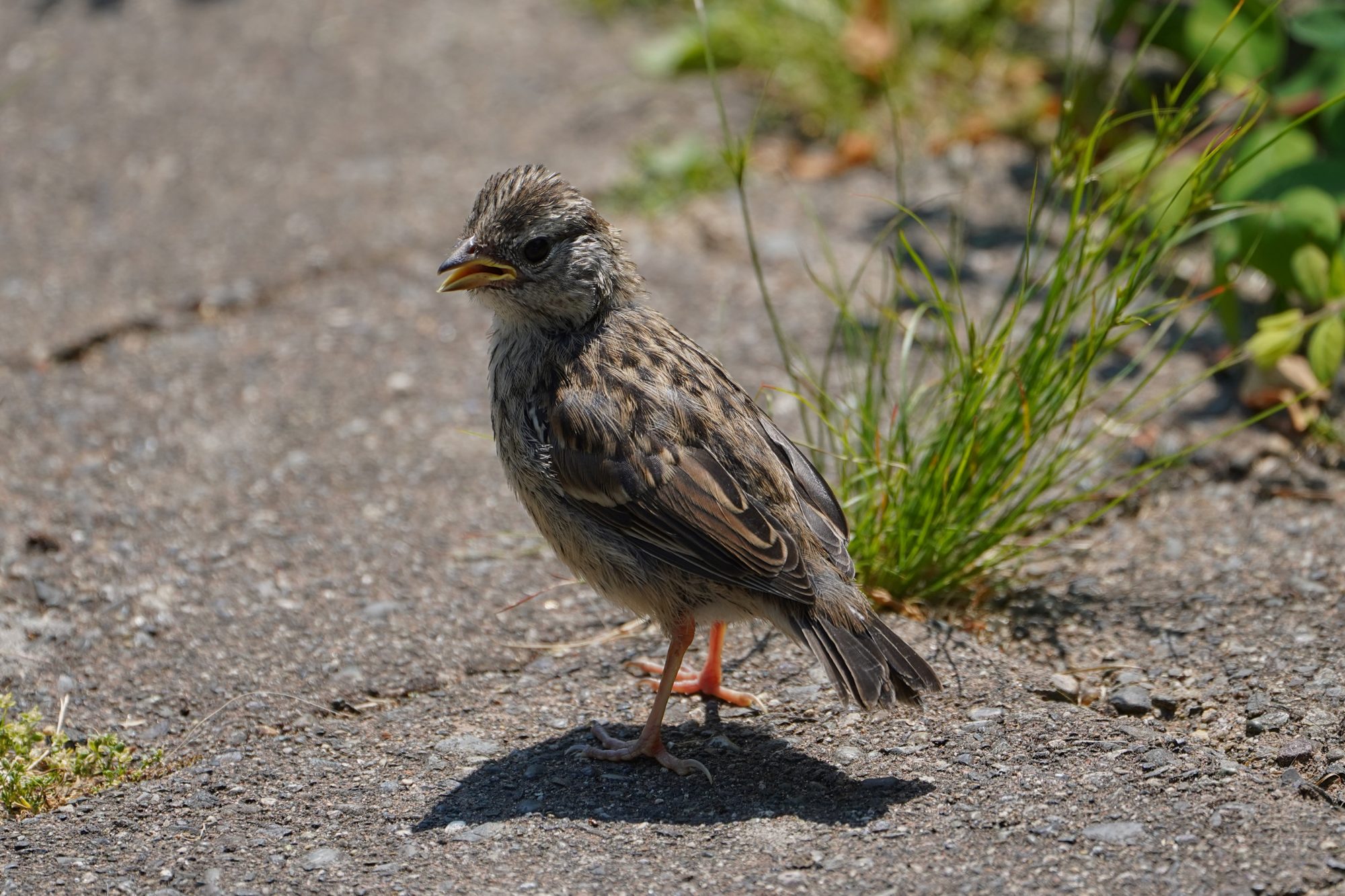 A White-crowned Sparrow fledgling on a paved path