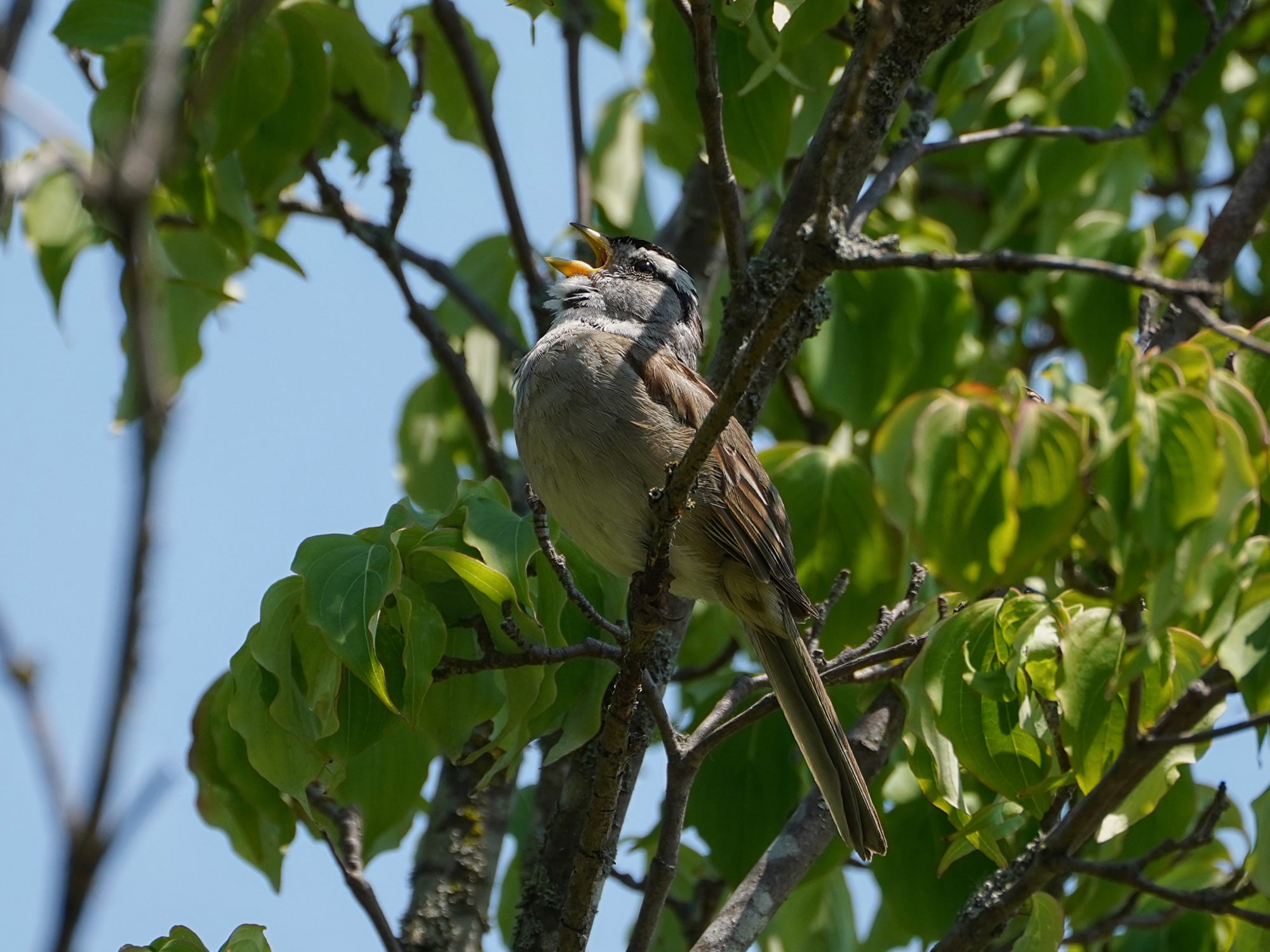 An adult White-crown Sparrow is up in a tree, singing