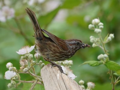 A Song Sparrow on a log, some white flowers in the background, with its tail up, about to take off. It is carrying a load of little bugs and grubs in its beak