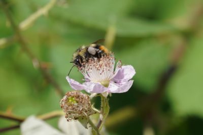 A bumblebee with orangeish tail on a small pink flower