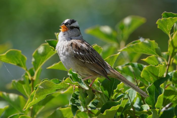 A White-crowned Sparrow in strong sunlight, sitting on top of a green bush and singing