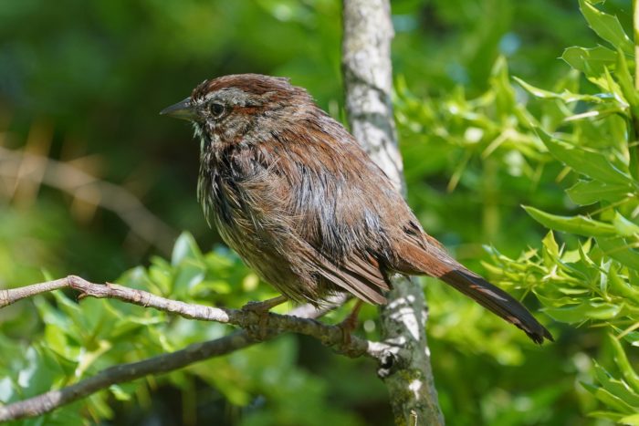A Song Sparrow is sitting on a branch, surrounded by greenery, facing away from me
