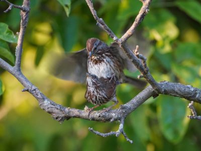 Mating Song Sparrows, on a branch