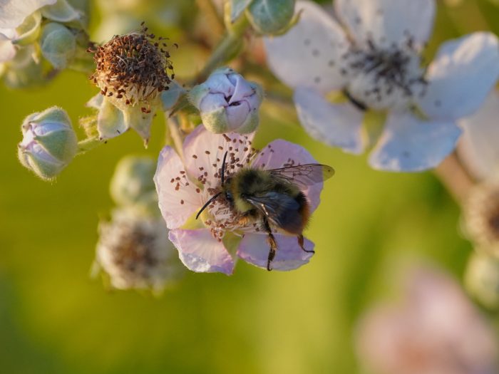 A Bumblebee is in a small pink flower, in the light of the setting sun